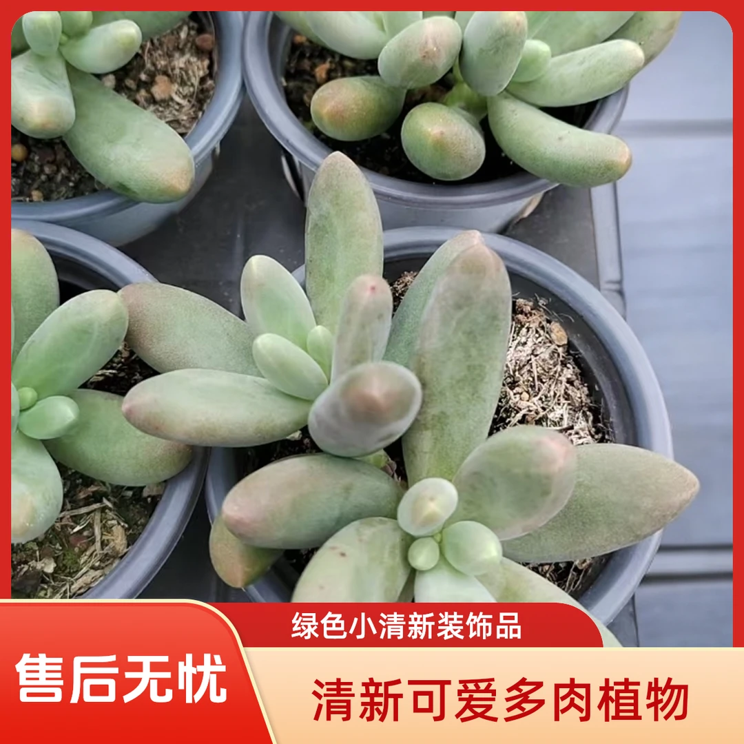 糖果美人多肉植物盆栽品种好养适合办公室阳台