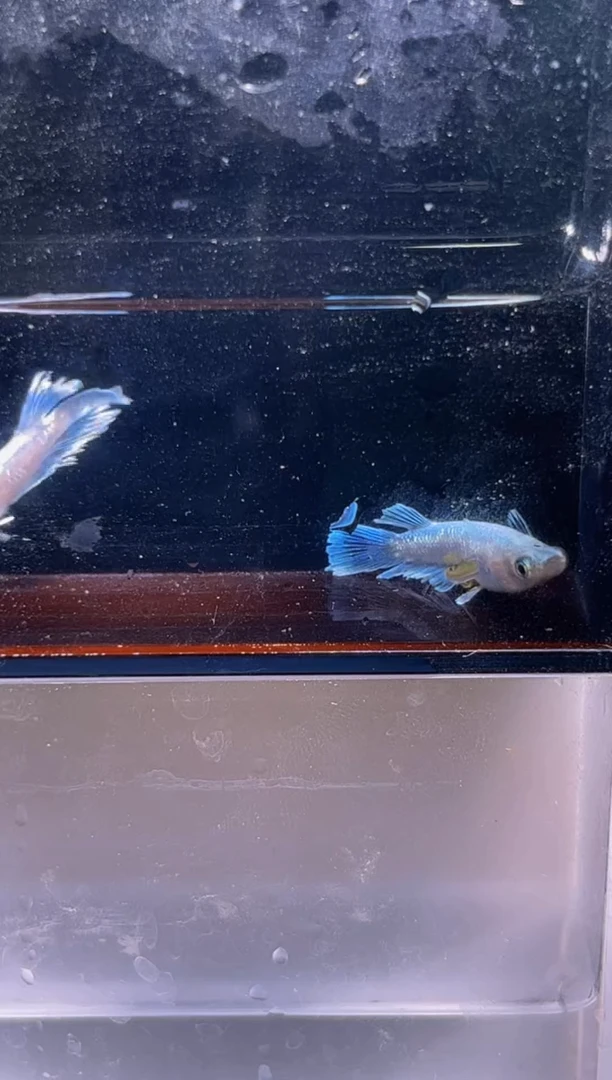 青鳉鱼观背青鳉一物一拍18