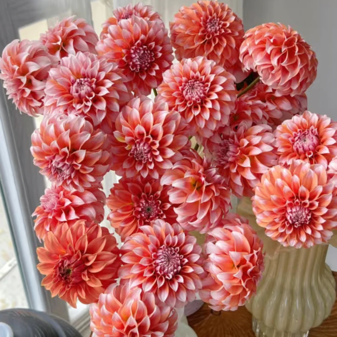 【明日达】大丽花奶油桃子生活鲜花家养花材明日达今天下单明天就到两单顺丰包邮基地直发现采现发顺丰送货上门