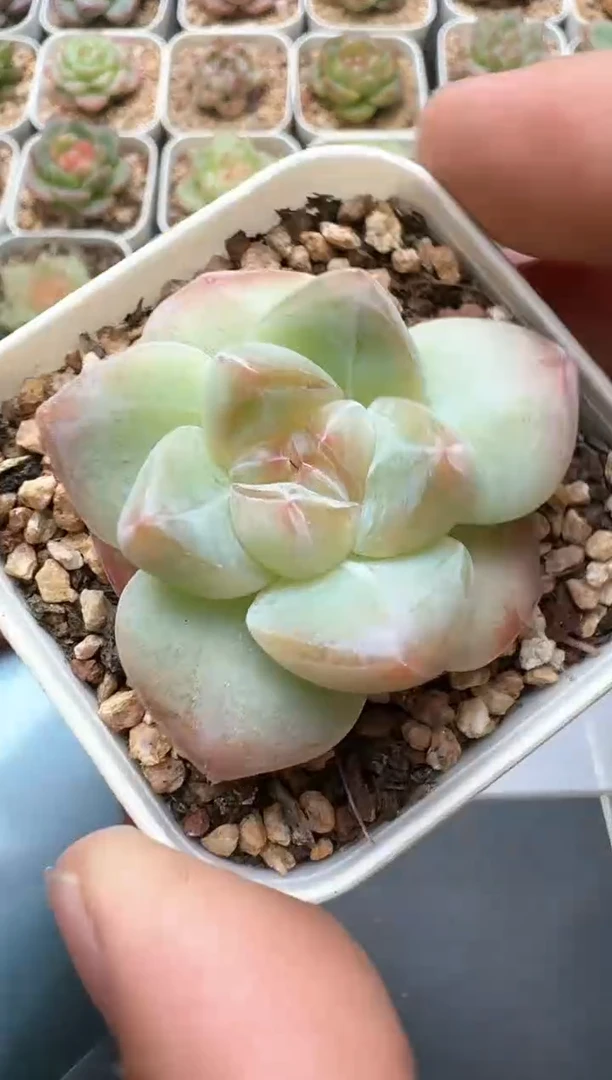 717C云禹多肉植物 带盆土纸巾打包 3颗包邮