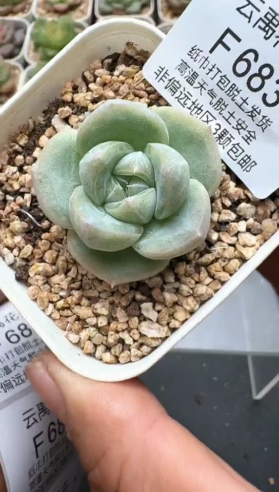 683F云禹多肉植物 默认脱土纸巾打包 3颗包邮