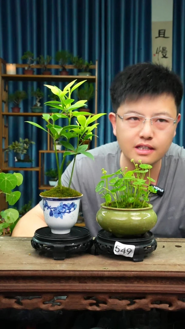 无花朵苔藓微景观549号