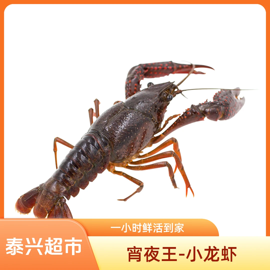 泰兴超市|鲜活小龙虾(中大)  约1-3斤 夜宵/宵夜之王