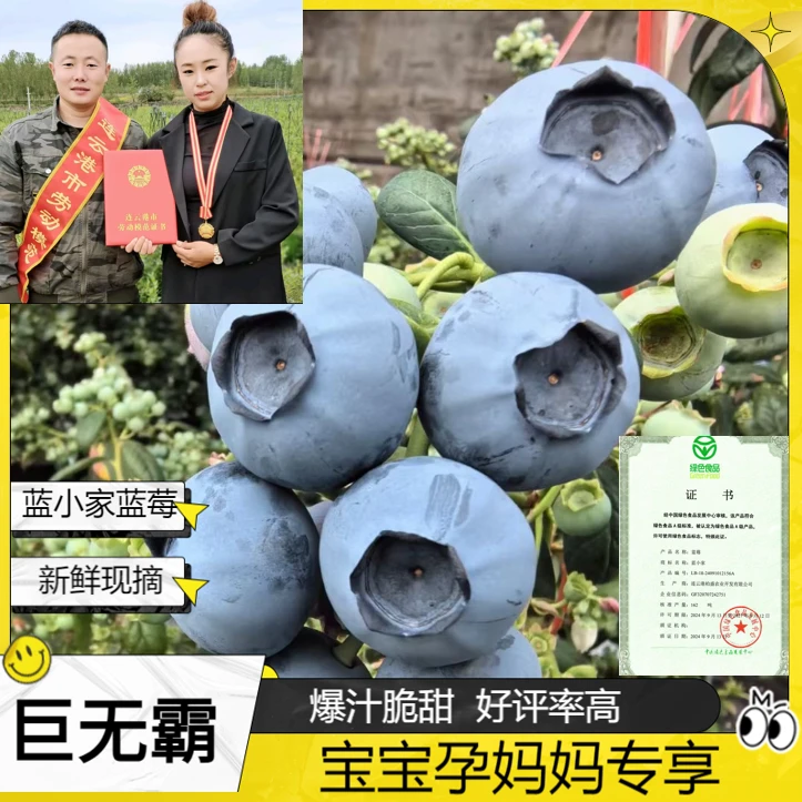 蓝小家【巨无霸22+】连云港国产蓝莓新鲜脆甜孕妇宝宝放心吃【顺丰】