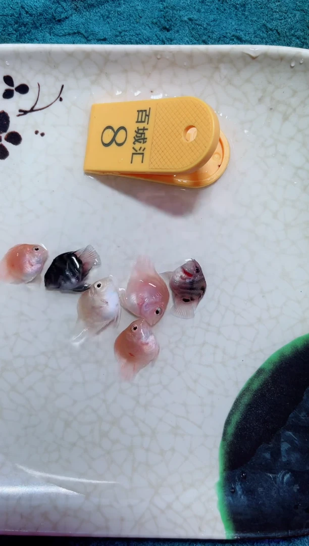 鹦鹉鱼1243551111111111