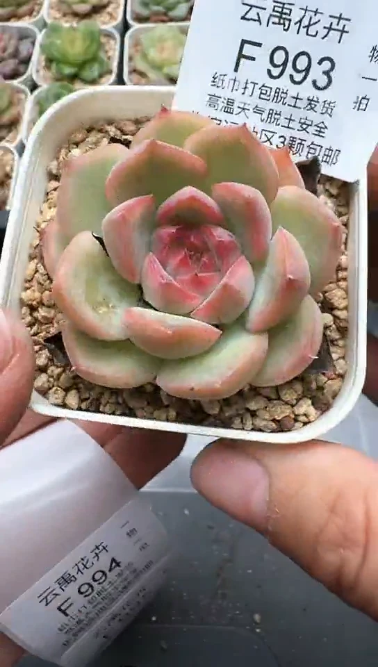 993F云禹多肉植物 默认脱土纸巾打包 3颗包邮