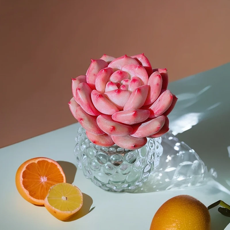 【新手多肉植物】无土凌雪单头精品多肉室内阳台党好养多肉