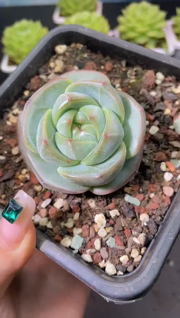 199新珍妮一物一拍