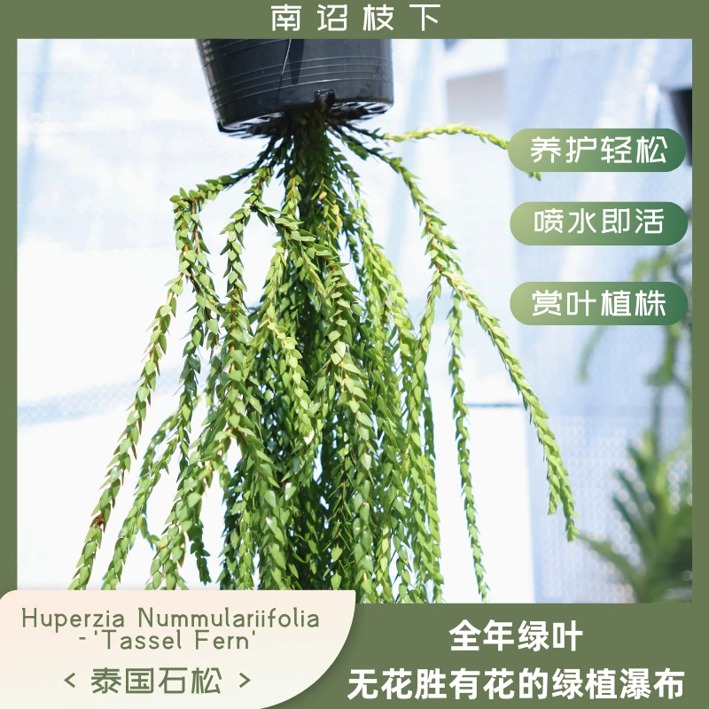 【南诏枝下】鱼鳞石松  Huperzia Nummulariifolia -'Tassel Fern'