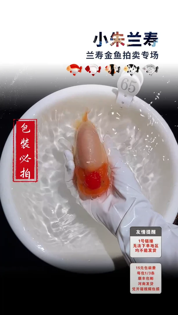 金鱼包装必拍未拍顺丰到付65号