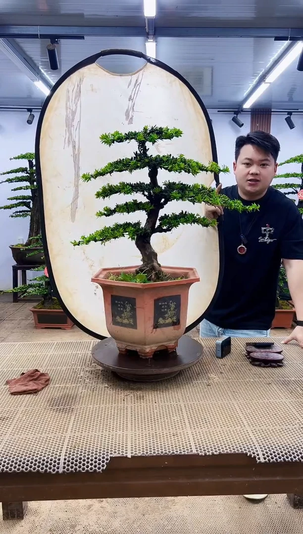 无花朵一物一拍，所见即所得