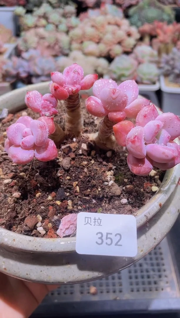 【闪购商品】352奥花