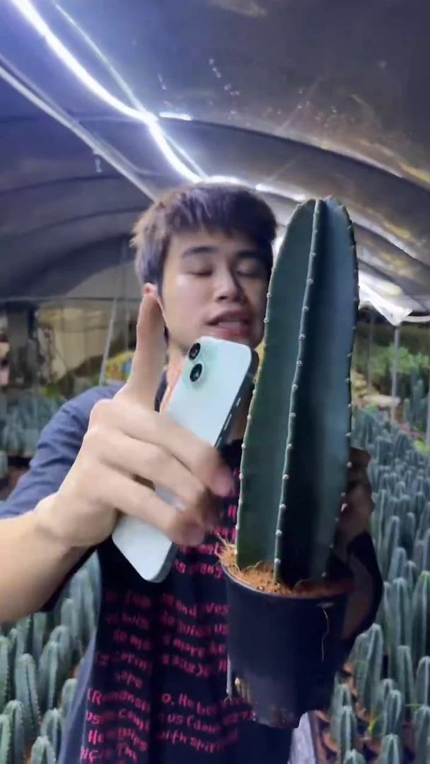 【带根】20cm+量天尺 不指定带花苞