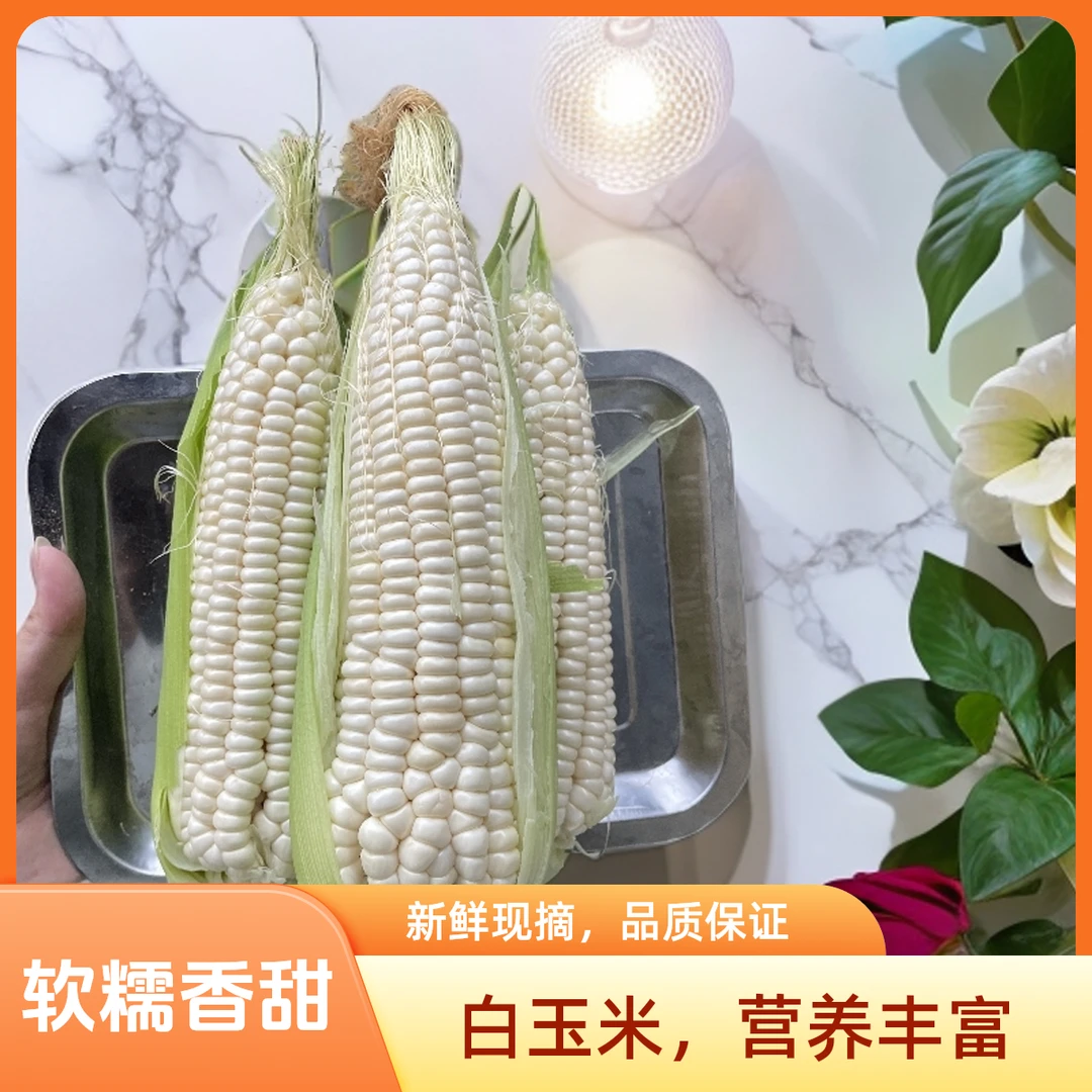 新鲜现摘四川米易白糯甜玉米软糯香甜带壳应季蔬菜农家玉米