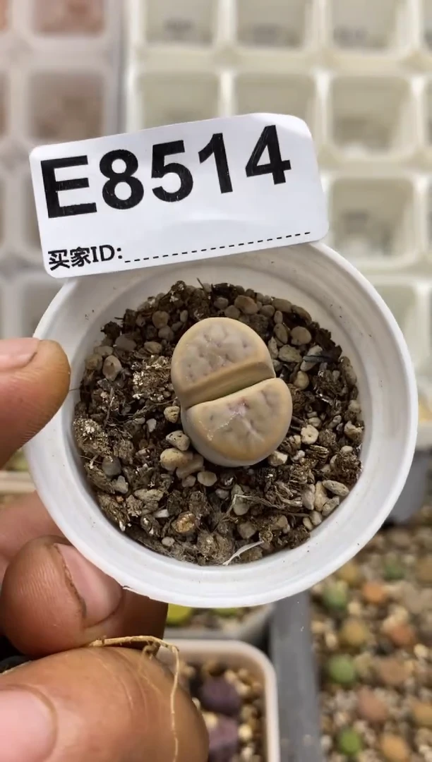 8514直播间一物一拍