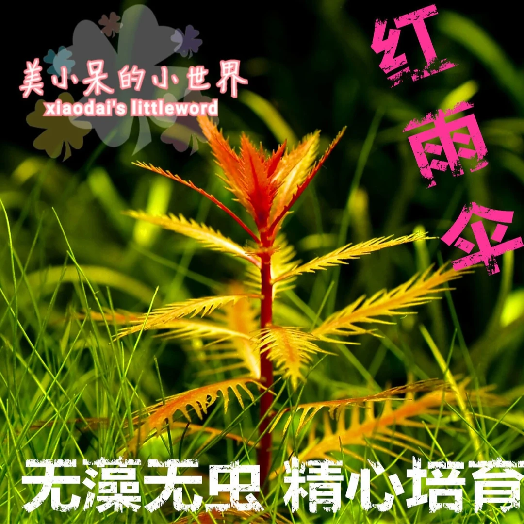 鱼缸中后景红雨伞造景水草   自养水下叶