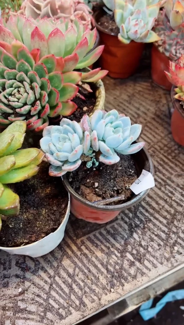 用****7多肉植物一物一拍07204