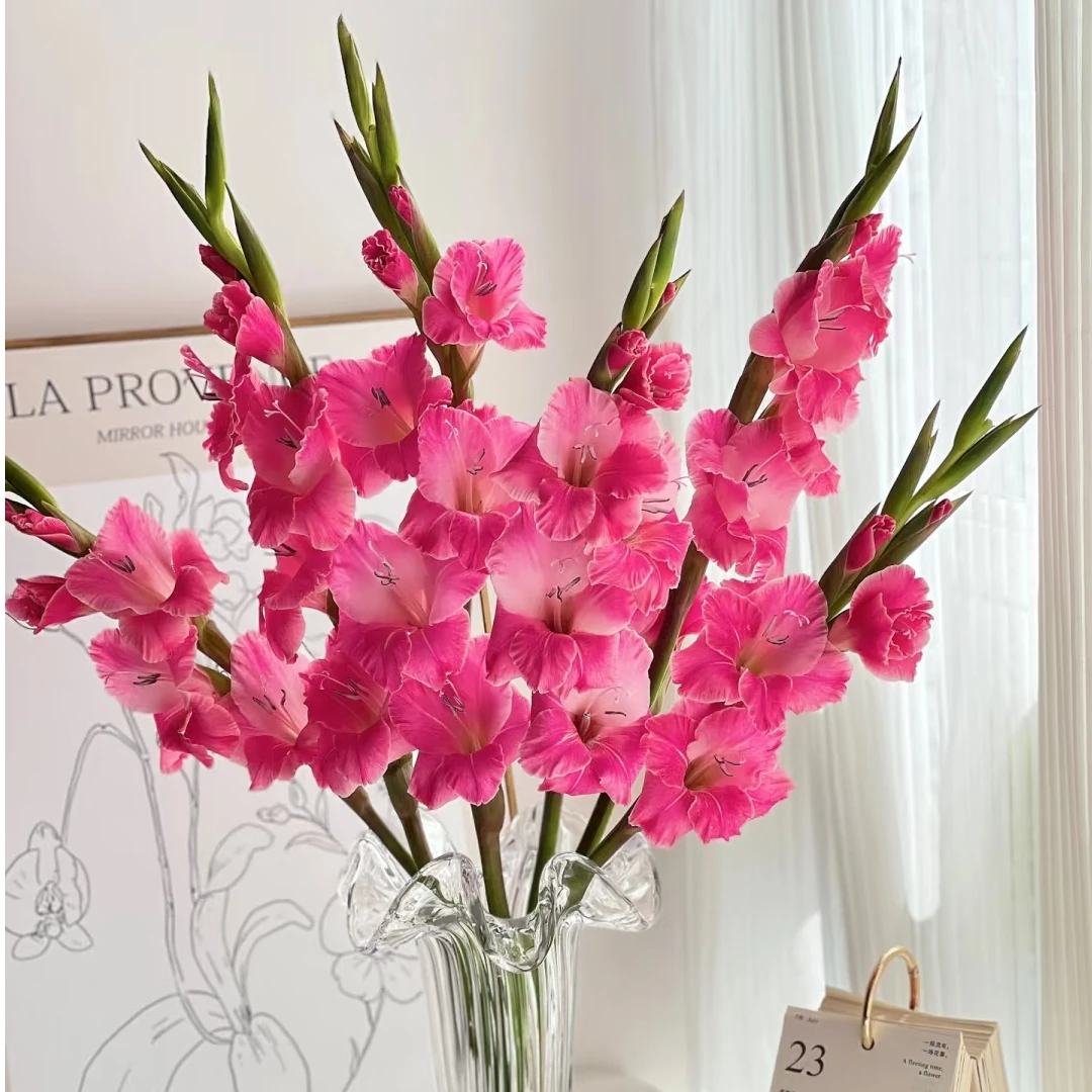 【剑兰玫红色5枝】鲜花次日达批发直播包邮品质鲜花 全场任意满两单顺丰包邮