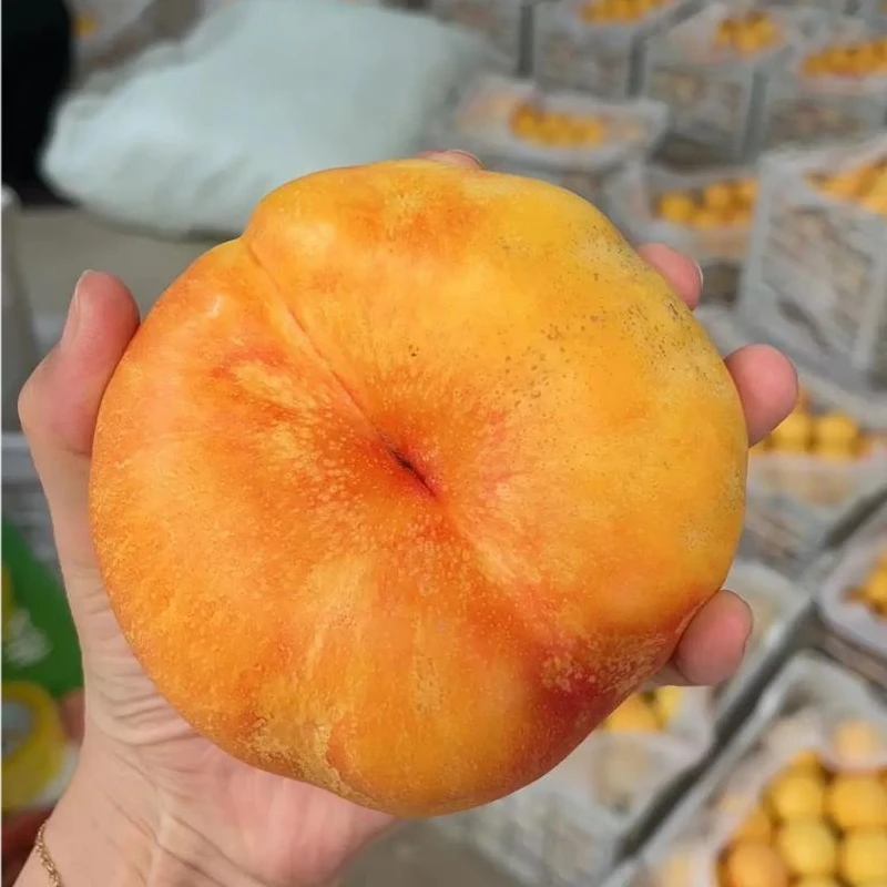 黄毛蟠桃树苗蟠桃树苗黄毛油蟠桃树苗中油蟠桃苗果树盆栽地栽桃树