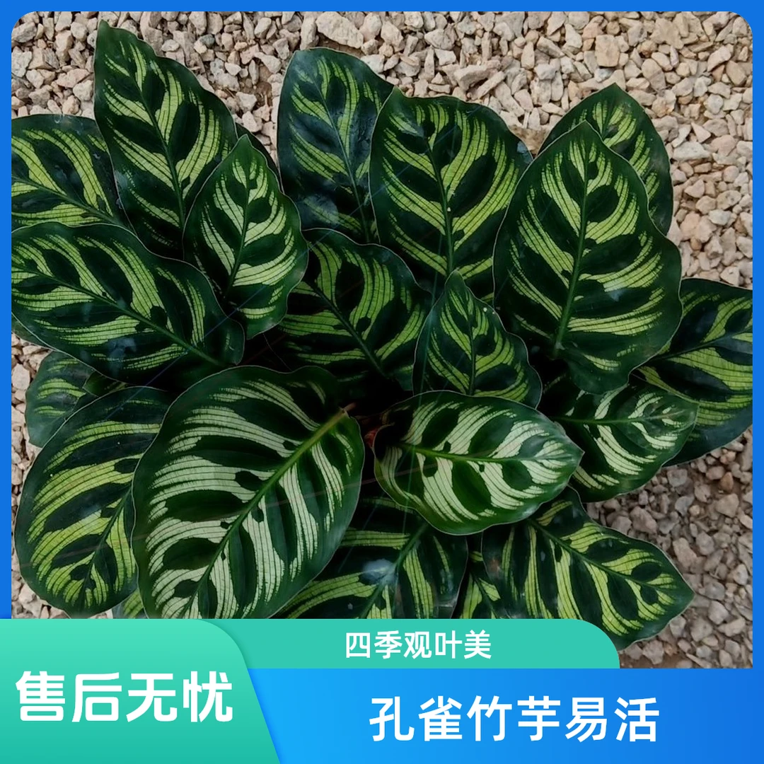 孔雀竹芋室内观叶绿植养护简单