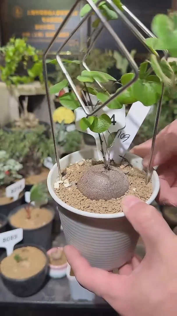 1124号1217甄选单颗南非龟甲龙