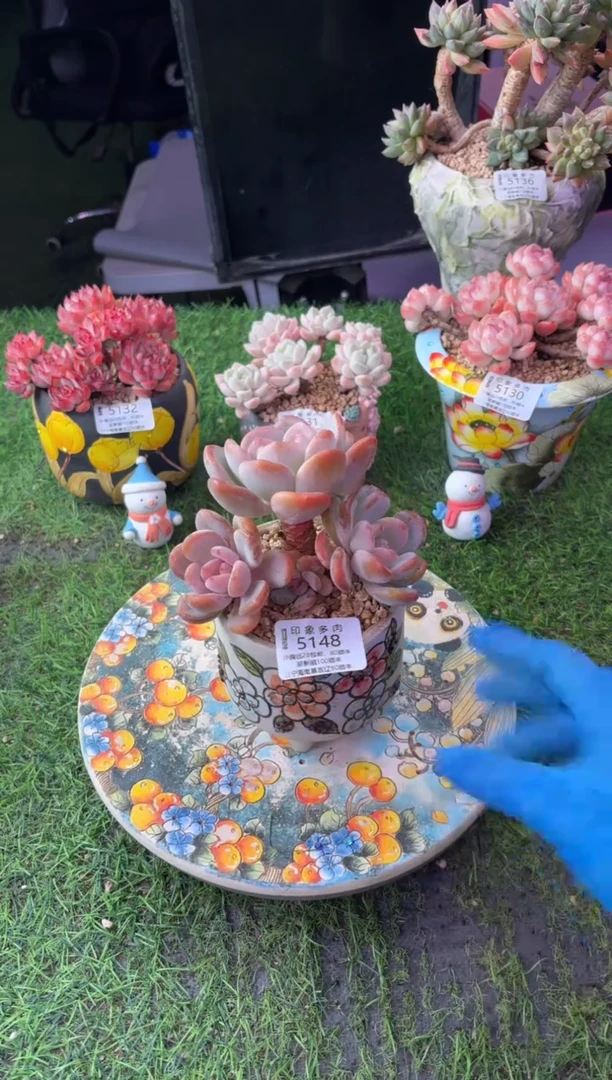 昆明印象多肉5148