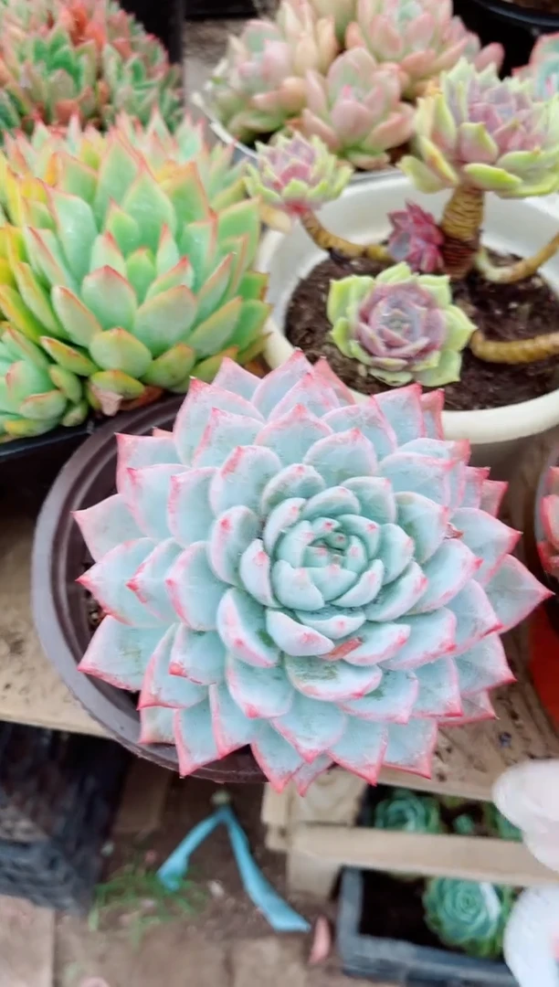 10176多肉植物一物一拍