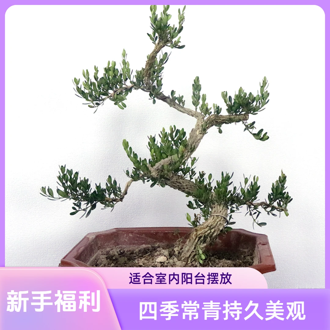 广东雀舌黄杨树桩造型盆景室内阳台四季常青黄杨树盆景