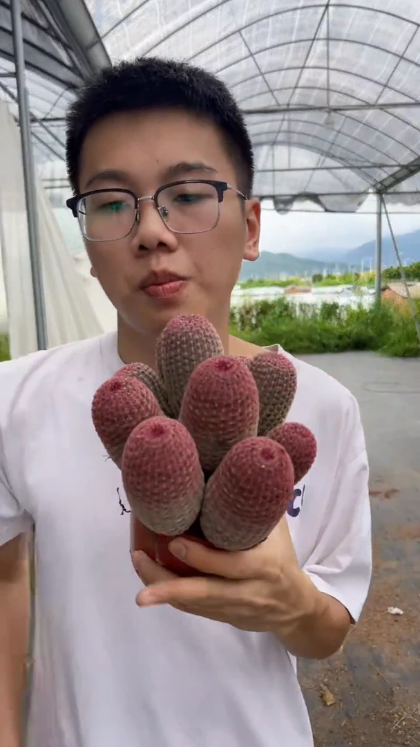 8-11头 红太阳【带根】