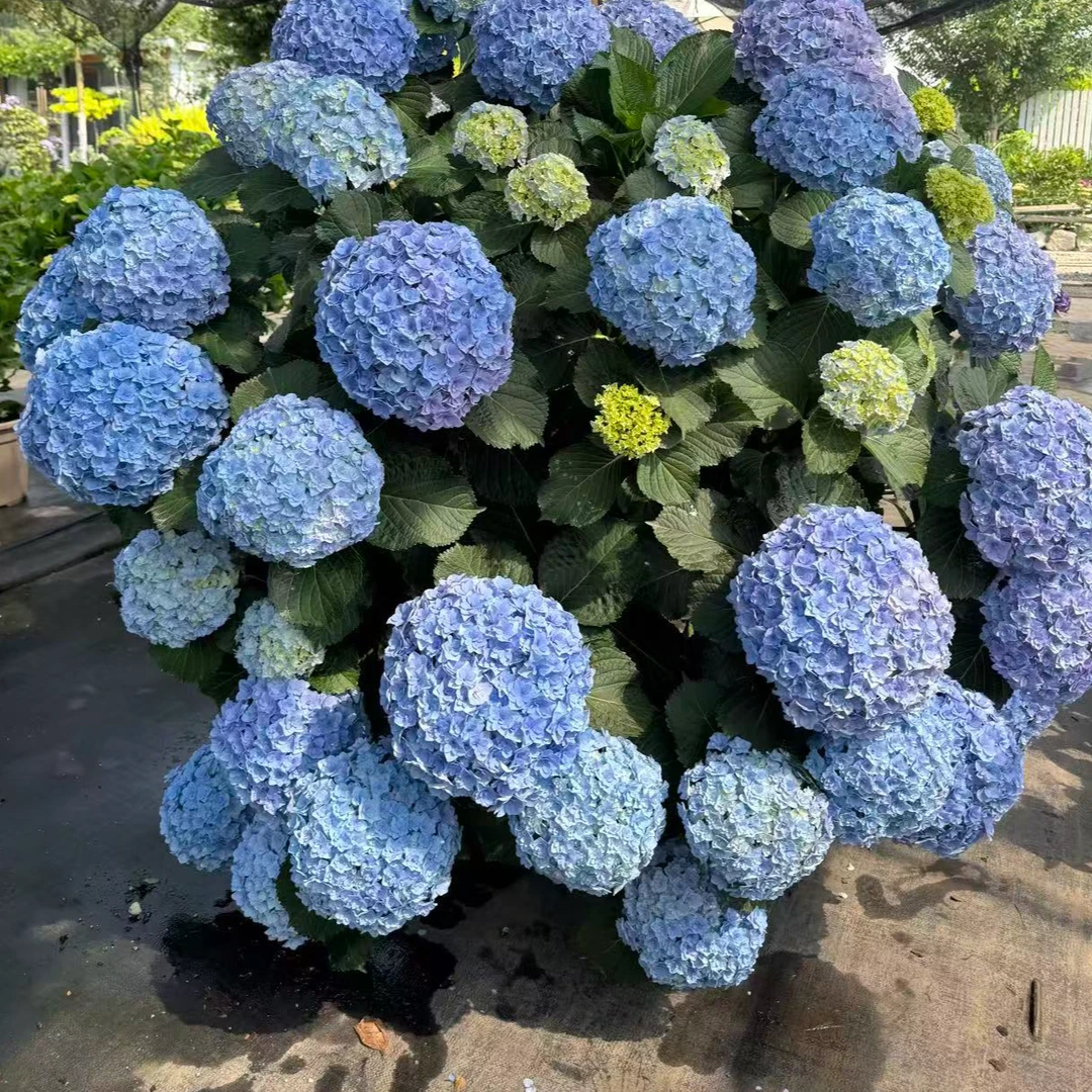 原野先生花园（1~2加仑蓝宝石皇后）春季四季养护庭院花期大花开花