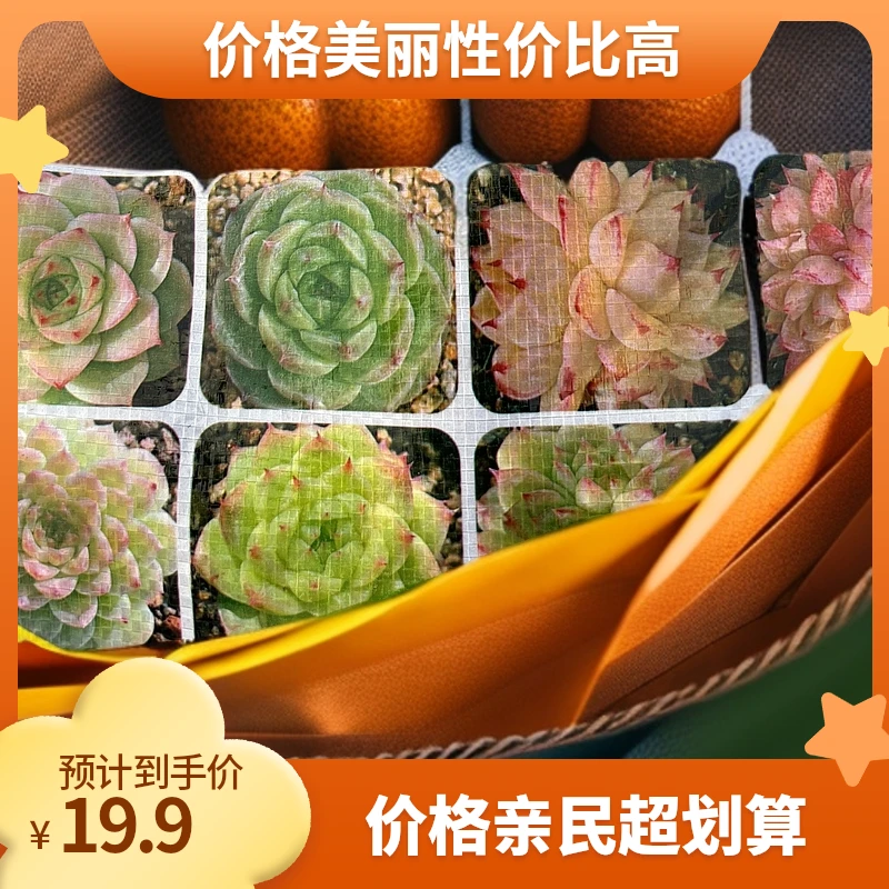 精品70颗粒营养土