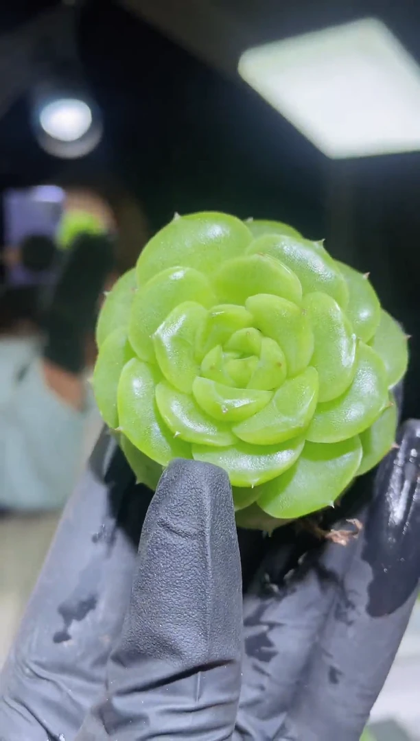 闪购2052 果冻翡多肉一颗 4-4.5厘米