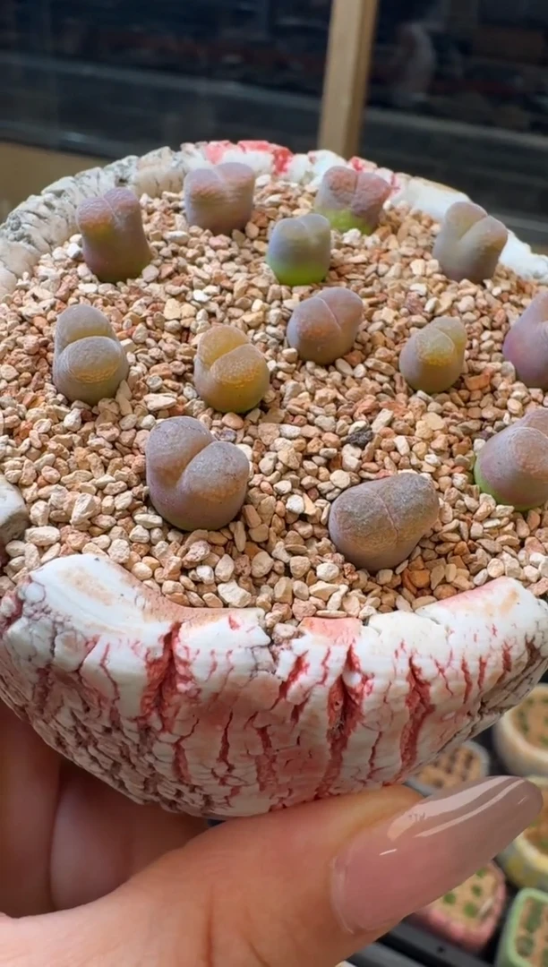 26-36多肉植物肉锥恩东风玲一颗