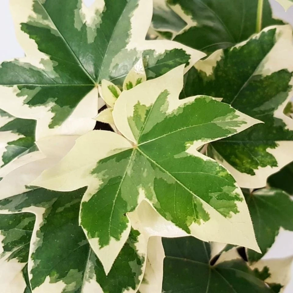 【新疆包邮】熊掌木八角金盘锦耐寒耐热观叶植物熊掌木网红心叶