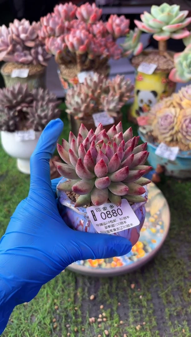昆明印象多肉0880