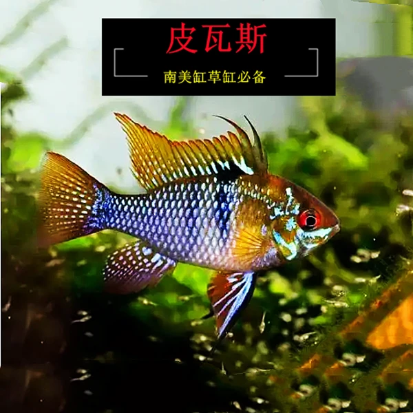 皮瓦斯荷兰凤凰玻利维亚凤凰鱼小型短鲷热带鱼观赏鱼精品鳑鲏鱼苗