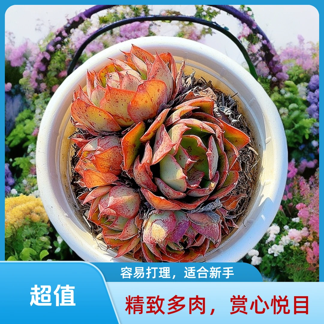 多头央金 光头强多肉