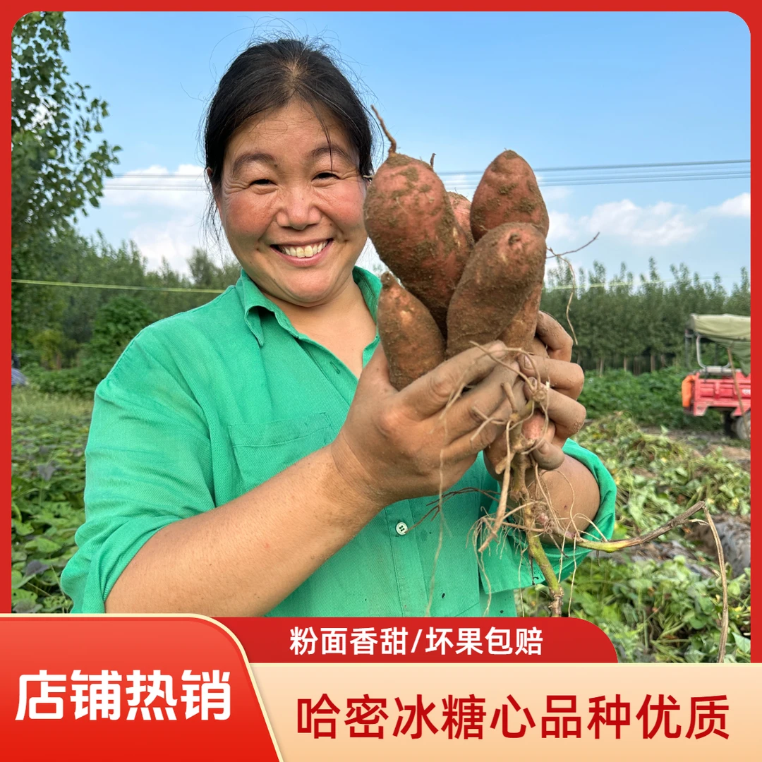 2025现挖新鲜哈密冰糖心蜜薯