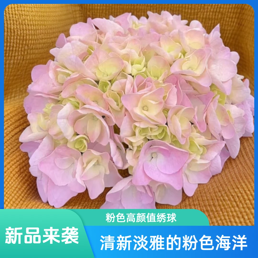 【粉色海洋绣球】高颜值 易养护 阳台庭院 云南基地直发