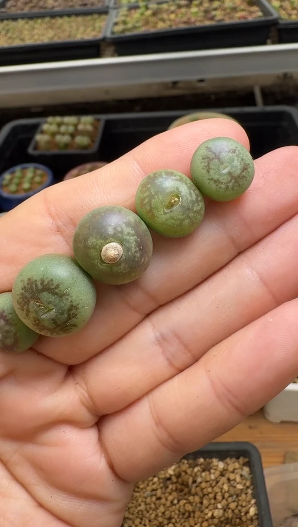 【闪购商品】22-37.