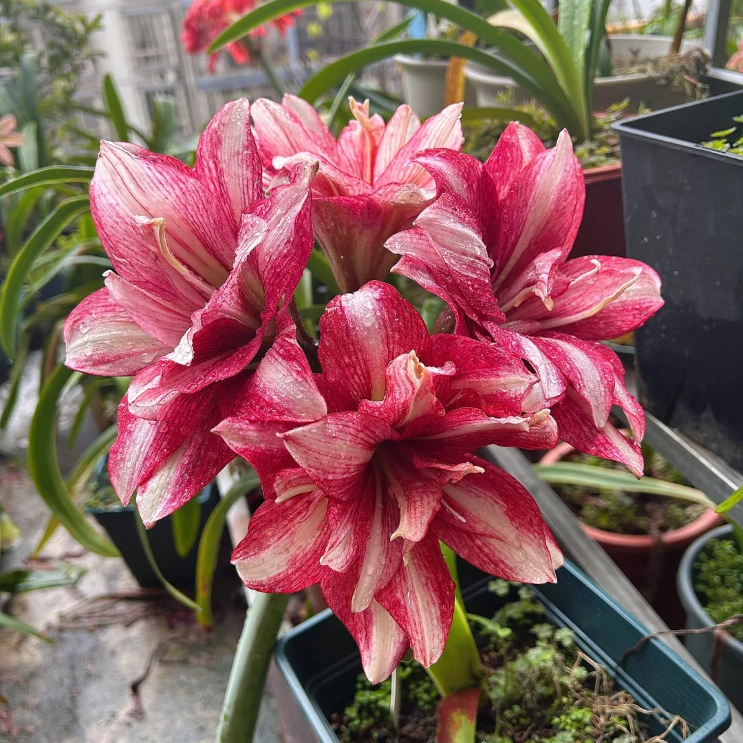 【紫纹】重瓣朱顶红朱顶红大种球朱顶红种球剪叶裸根发掉侧无售后