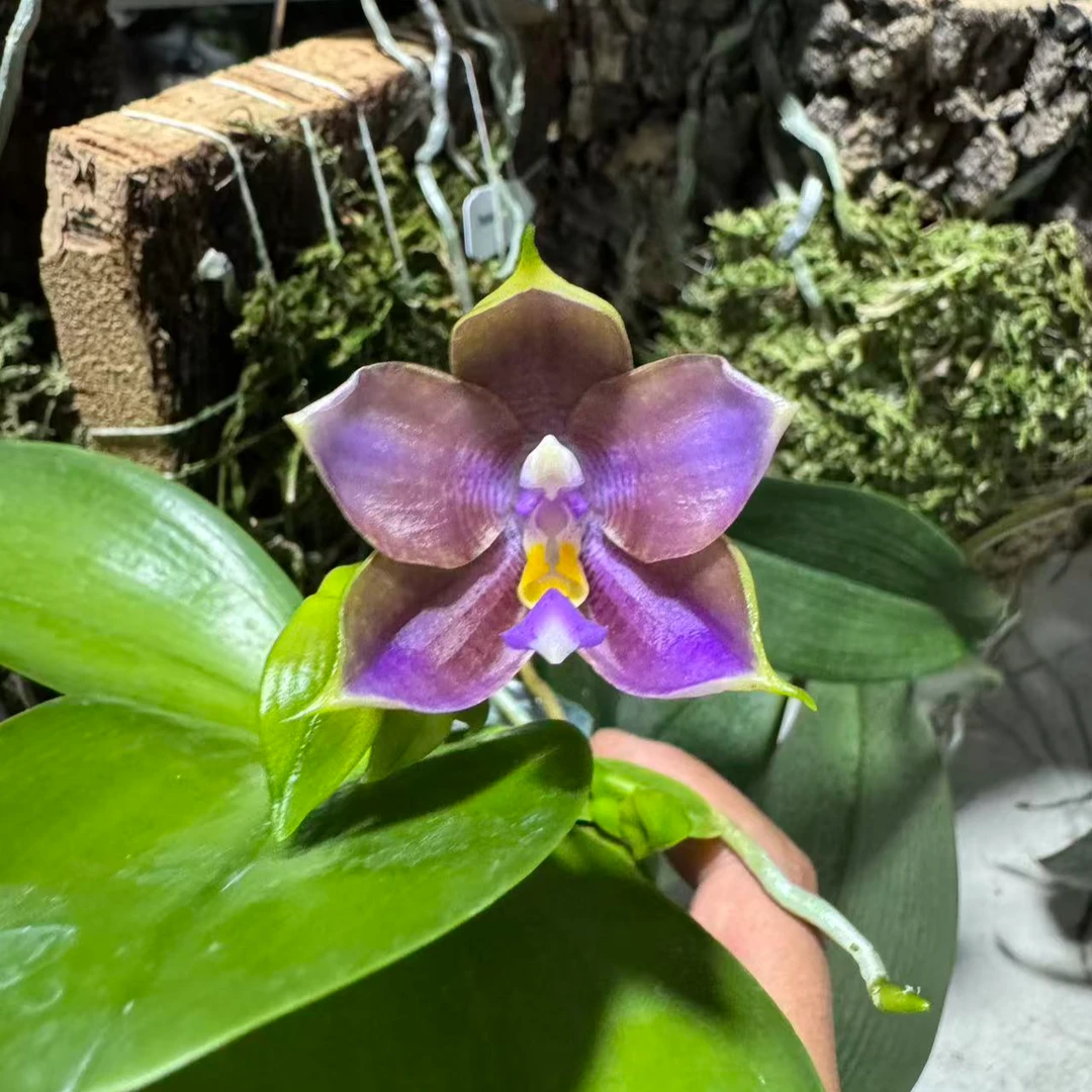 反射龙交2963（灰圆） （2.5）轻微叶瑕空根（实生）