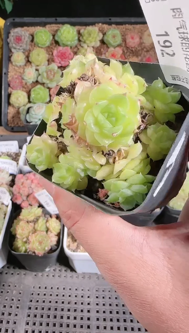 多肉1128-192群生不包整