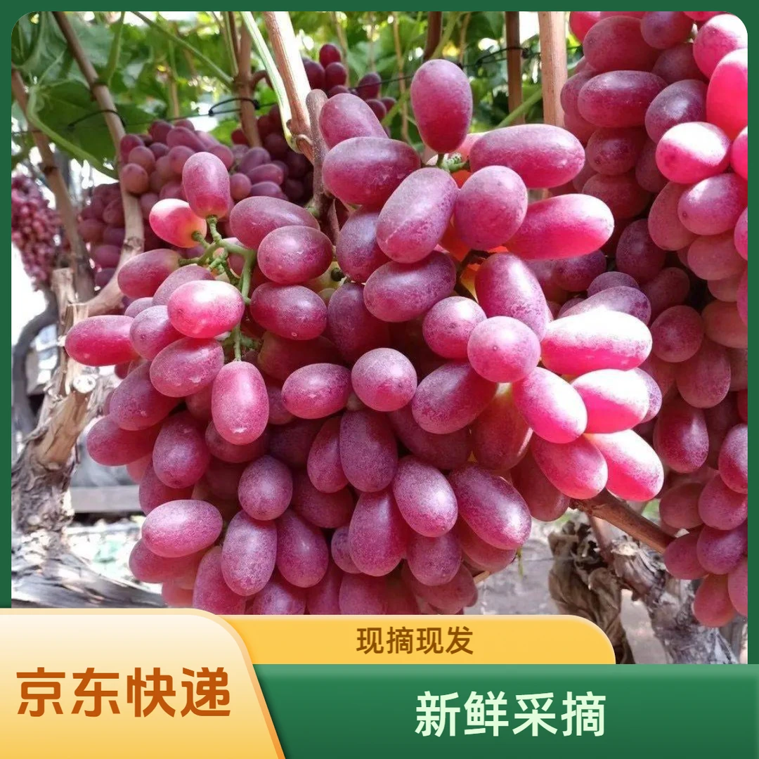 A【[京东快递到家】正宗大凉山西昌克伦生葡萄新鲜红提爆汁现摘现发