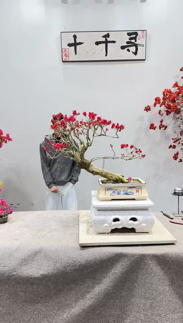 完全开放中国红三角梅