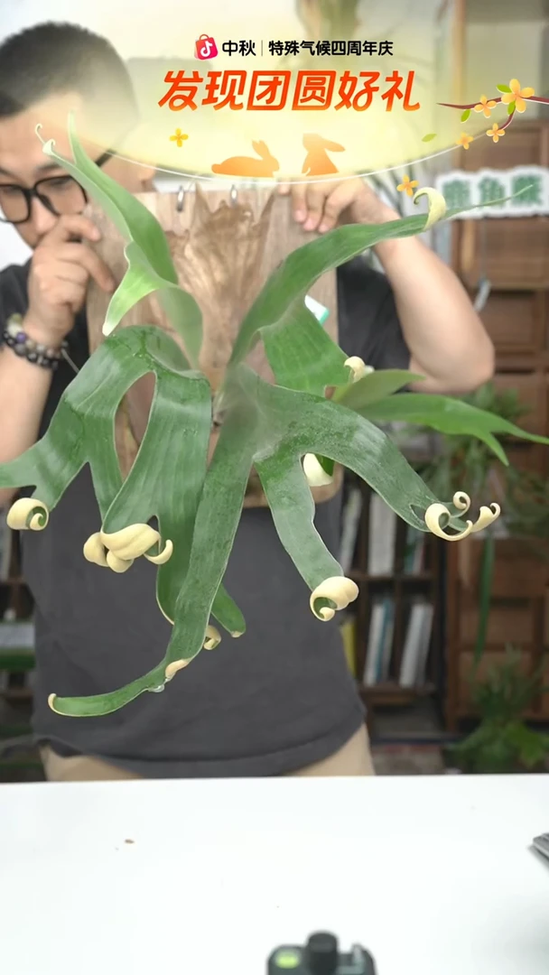 不开花植物B008-卷卷成株