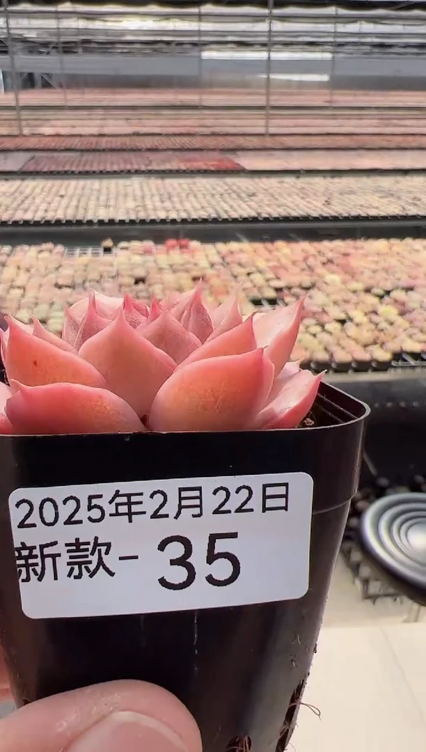 【闪购商品】新款多肉-35