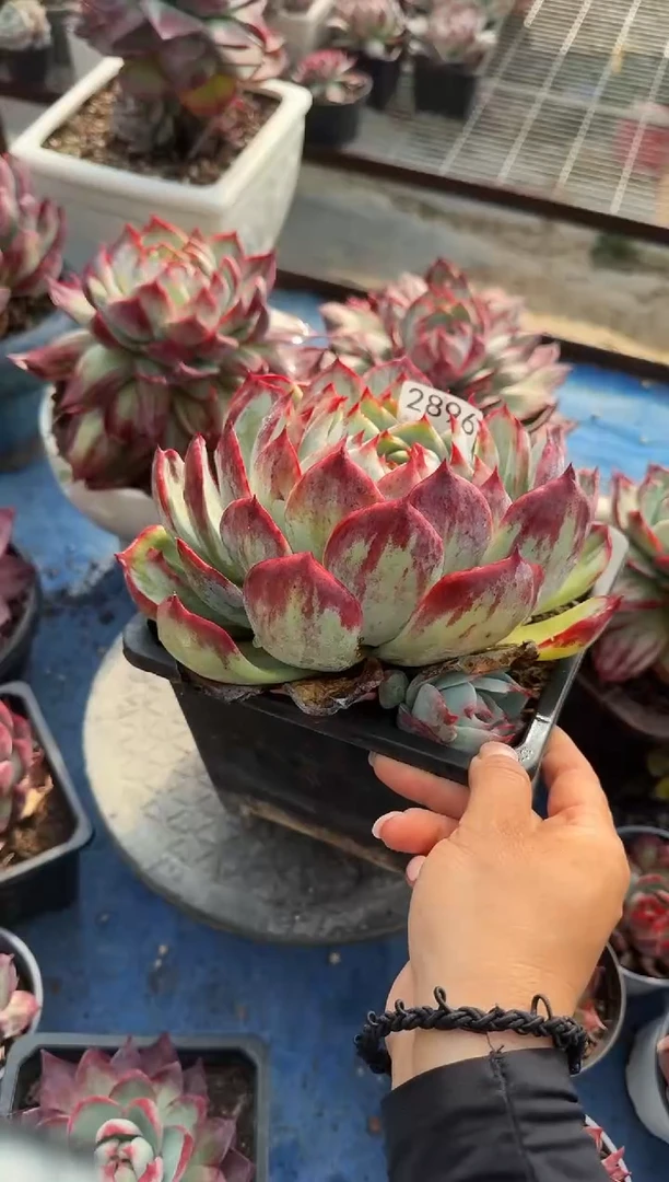 2896惊鸿（裸根发货）