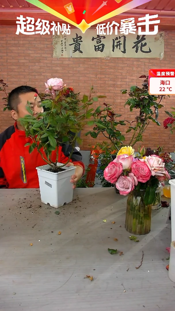 当前无花朵，栽培后可花朵安索菲比克