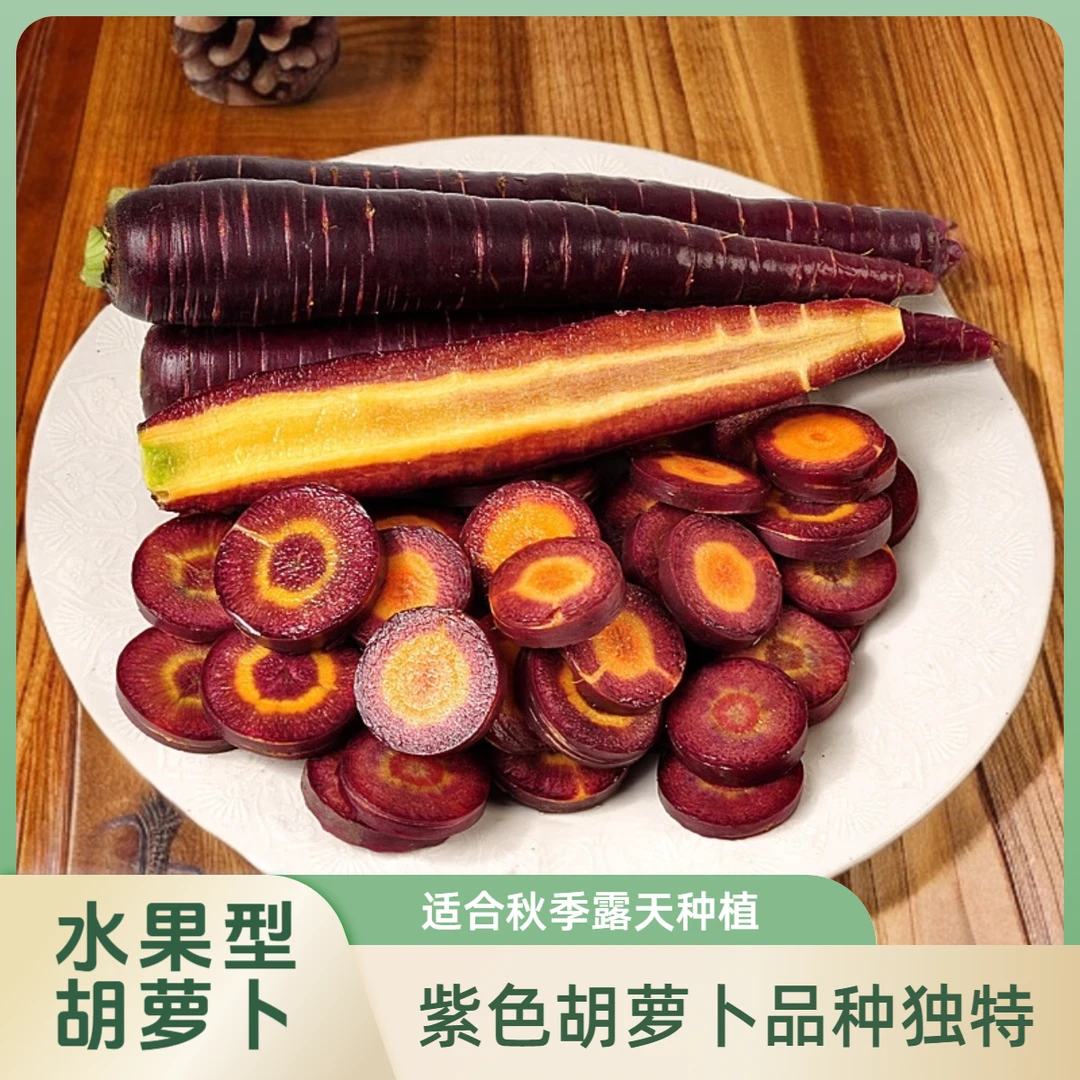 水果胡萝卜种子紫色水果萝卜秋季露天蔬菜农家紫色胡萝卜种籽大全